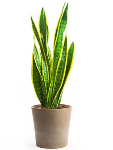 [2023000000021] ALOHÉ Lait Capillaire au Combo 250 ml